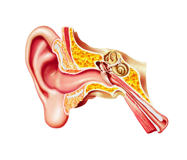 "Human ear anatomy